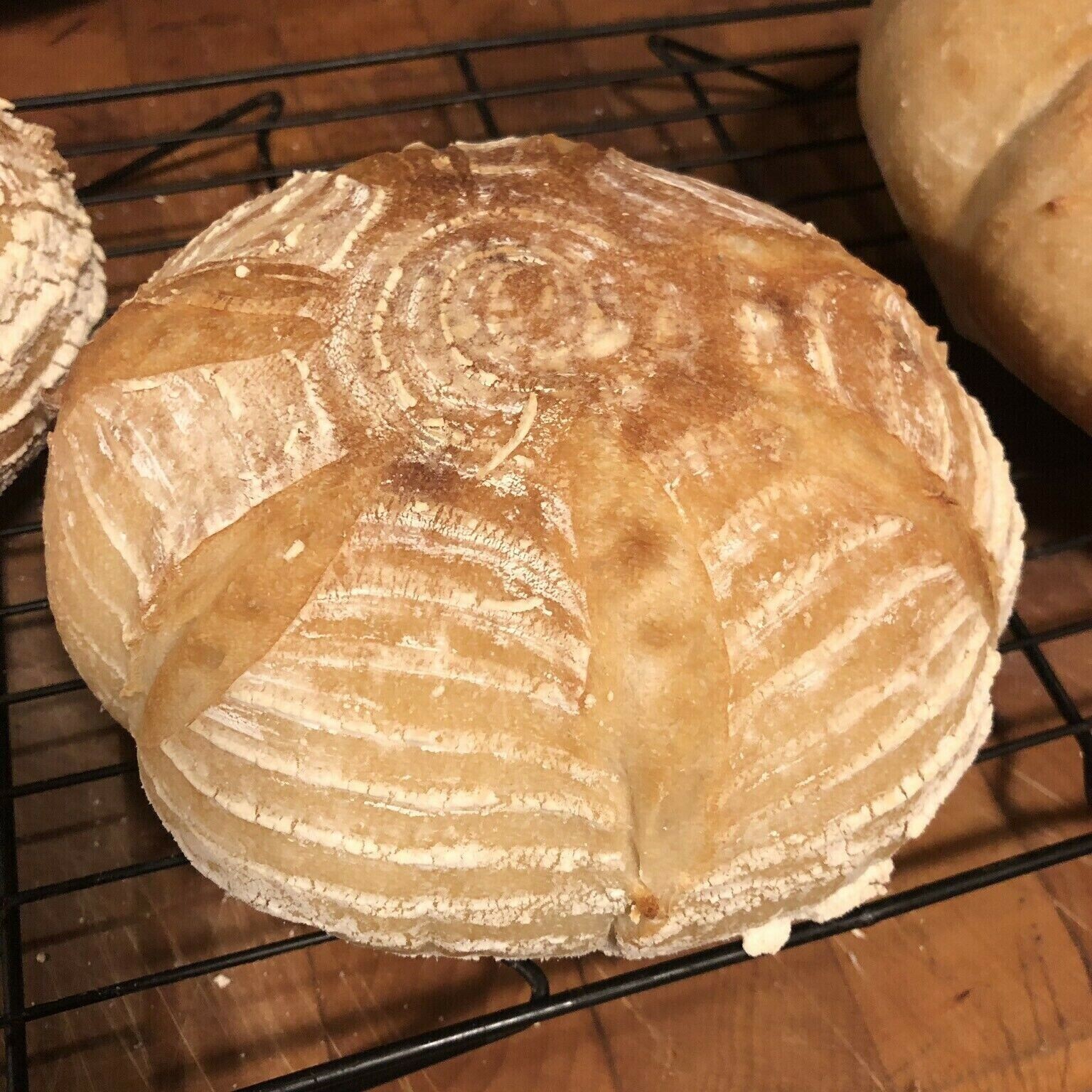 SOURDOUGH STARTER Dehydrated Sour Active California 125+ Yrs Old – 15 Gram Bag