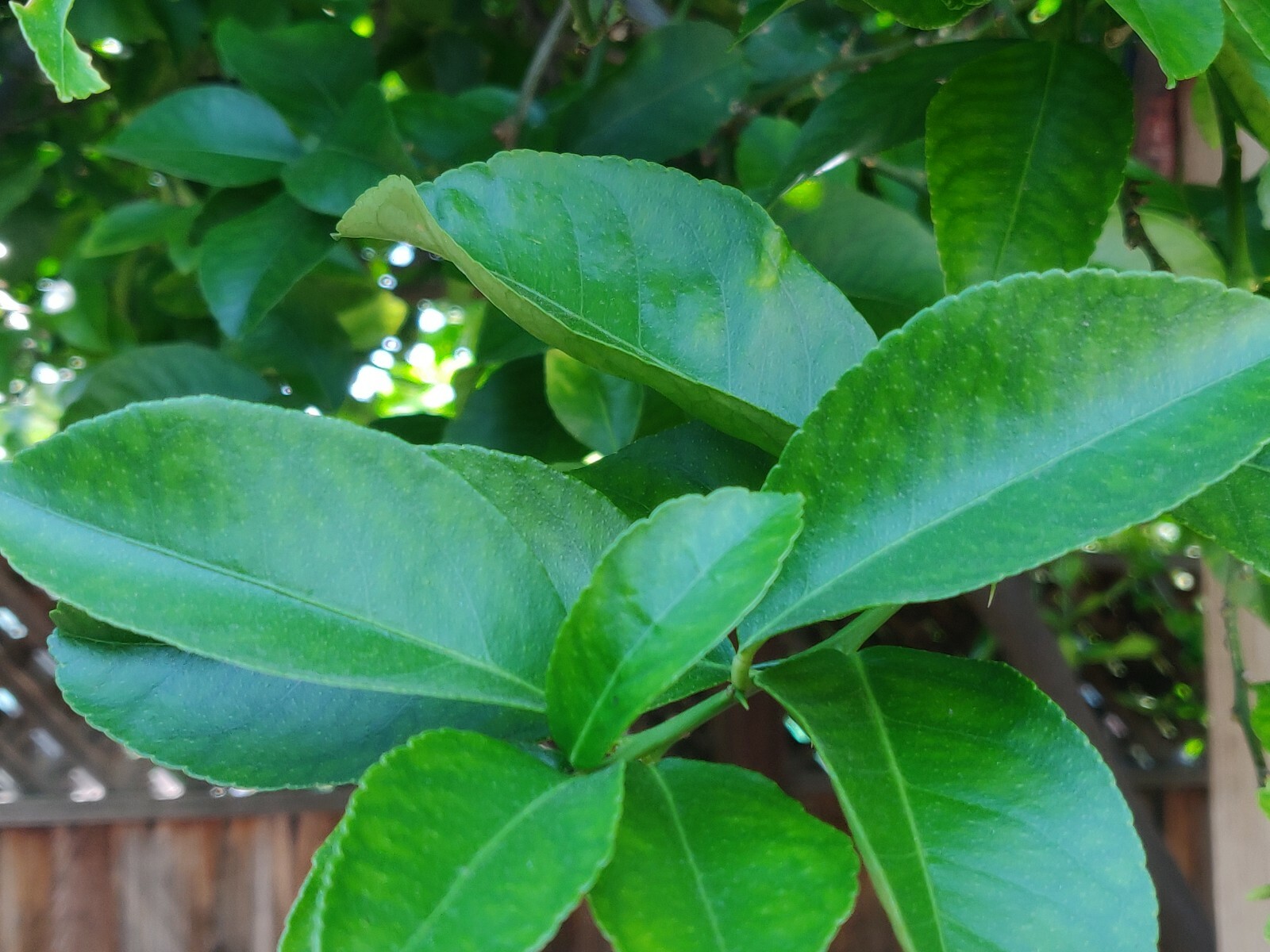 100 HOJAS DE LIMON ORGANICAS FRESCAS 100 FRESH ORGANIC LEMON LEAVES