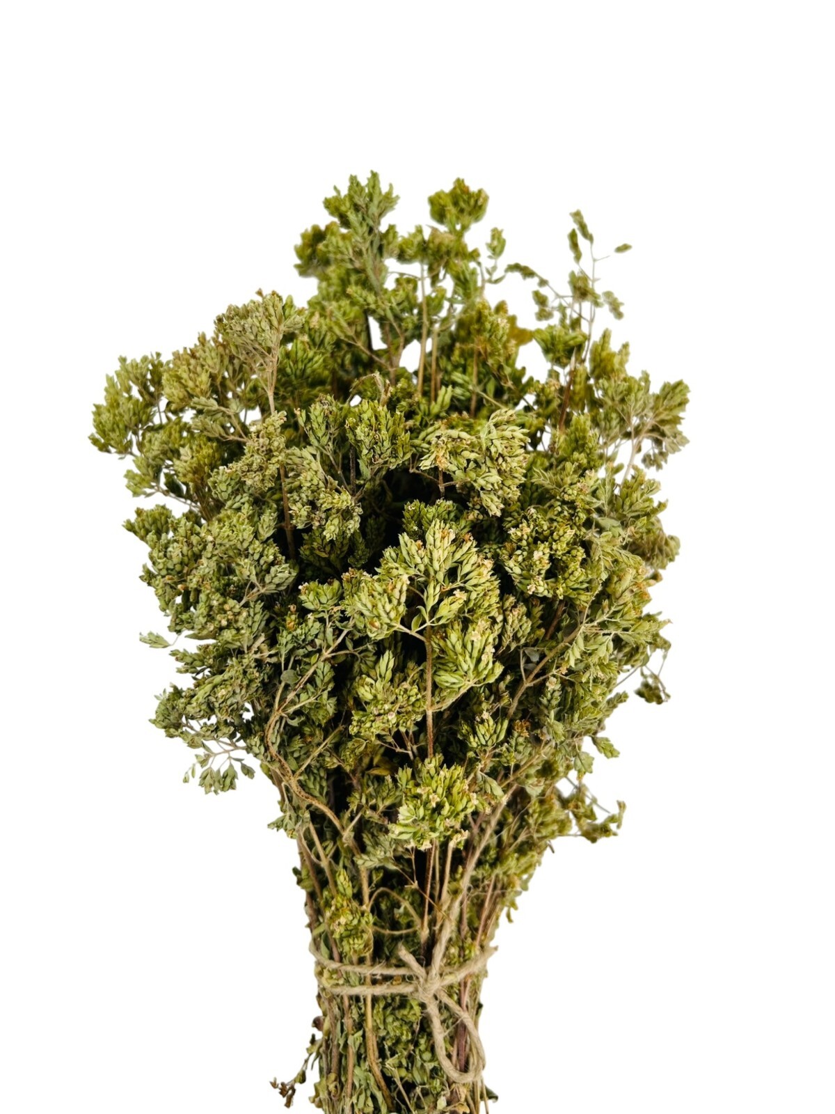 Greek Mountain Oregano Whole Bunch | Harvest 2023 | Origanum VULGARE