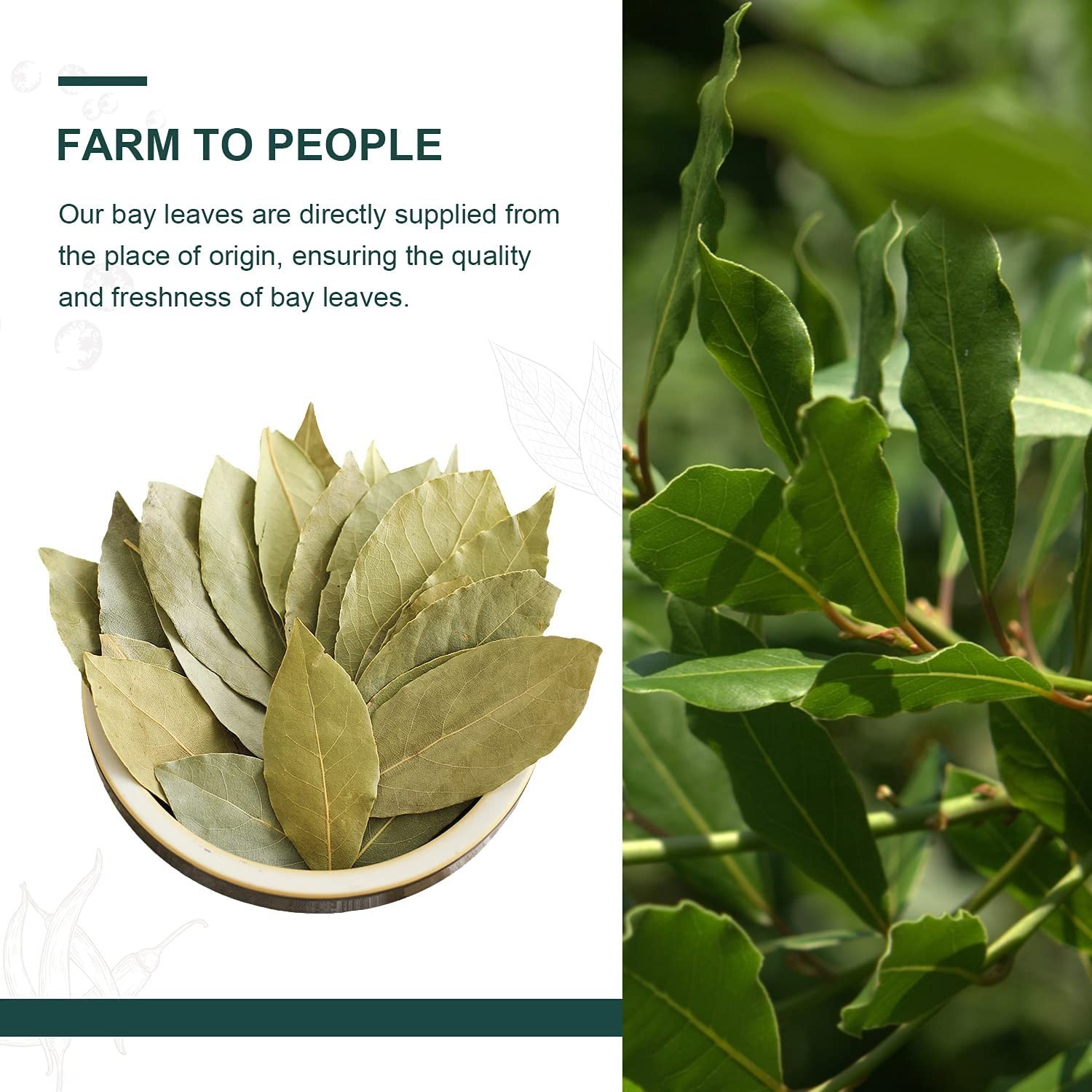 Freshly Packed Whole Bay Leaves, 2 oz – Enhance Your Culinary Creations