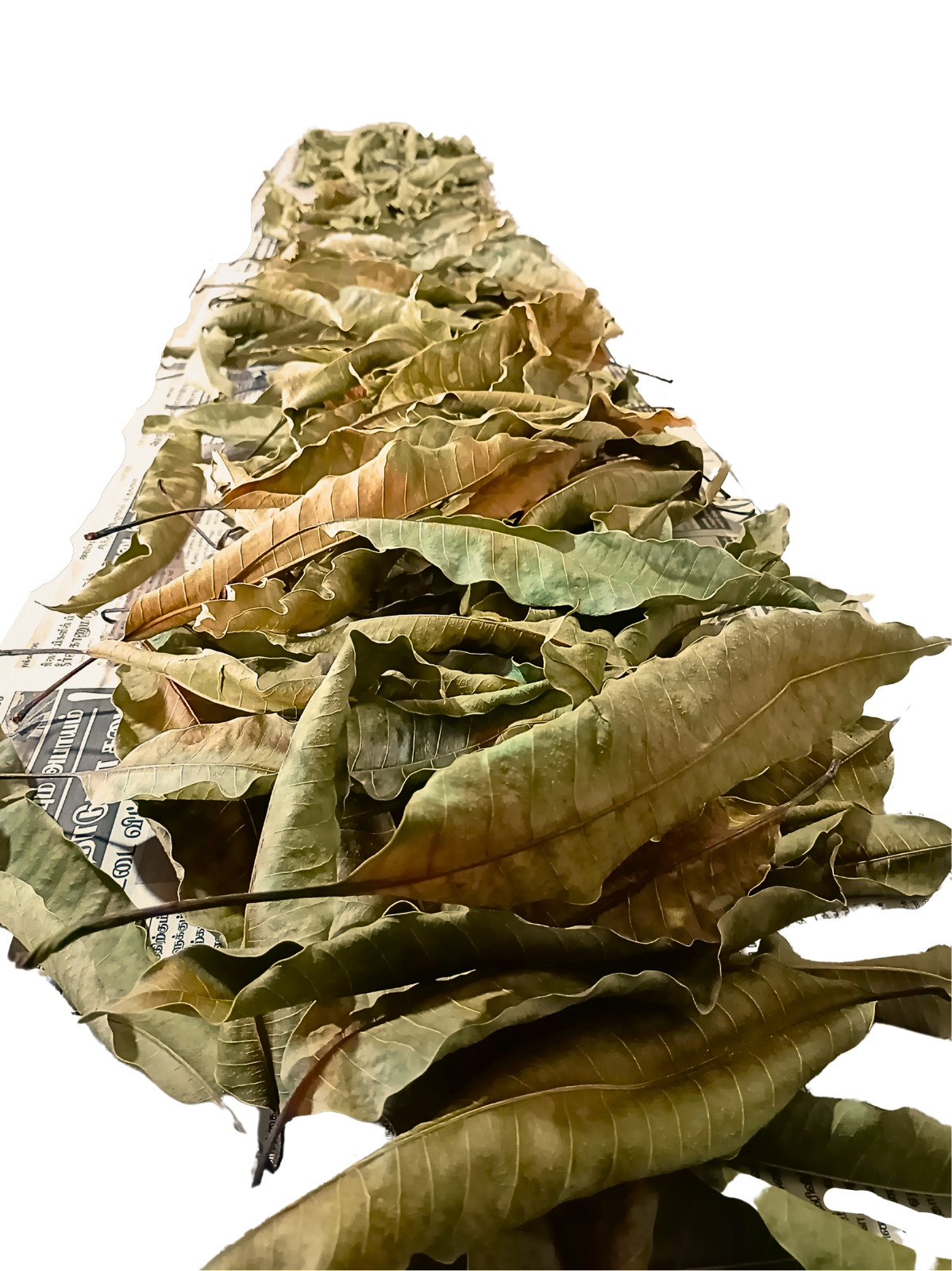 Mango Leaves Organic Dried 100 Quality Natural Leaf Fresh Herbal Pure Tea Ceylon