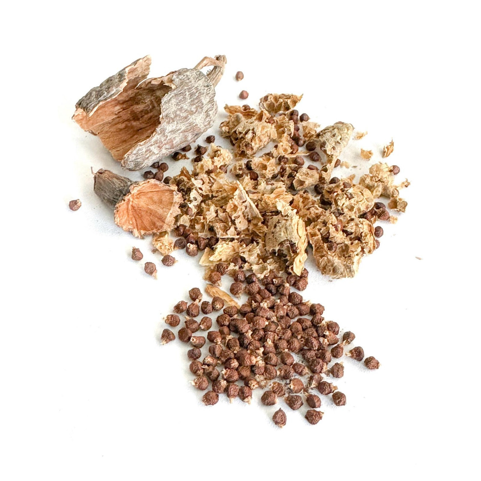 African alligator pepper atare, paradise pod, Guinea pepper, Mbongo spice 5 Pods