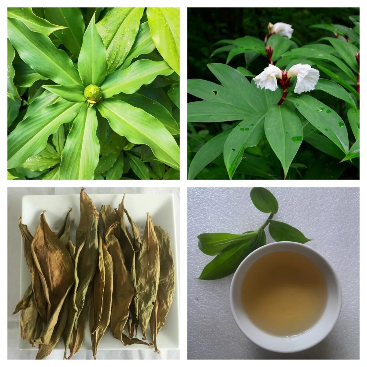 Insulin Canereed/Costus/Thebu Dried Leaves 100% Ceylon Organic -Diabetic Patient