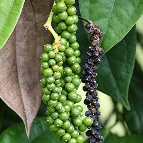100% Best Quality Pure Black Pepper Organic Natural Black Pepper From Ceylon