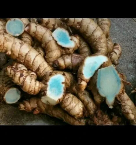 2 oz Dried sliced Black Turmeric (Curcuma Caesia)