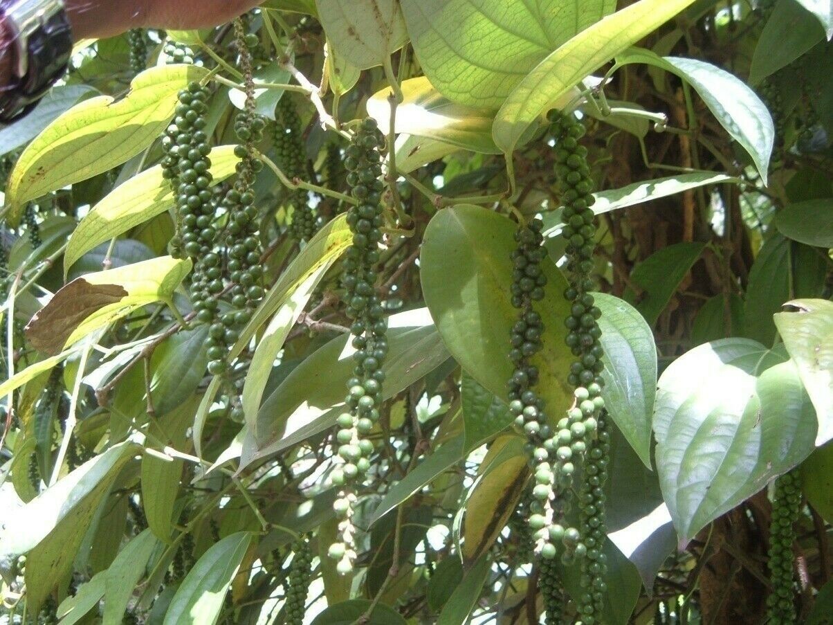 Natural organic sundried black pepper powder pack from sri lanka