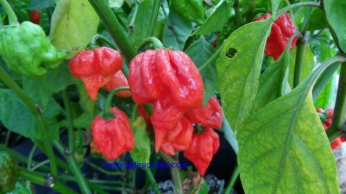 Trinidad Scorpion Hot Pepper Himalayan Pink Salt 1.5 OZ (36 g)