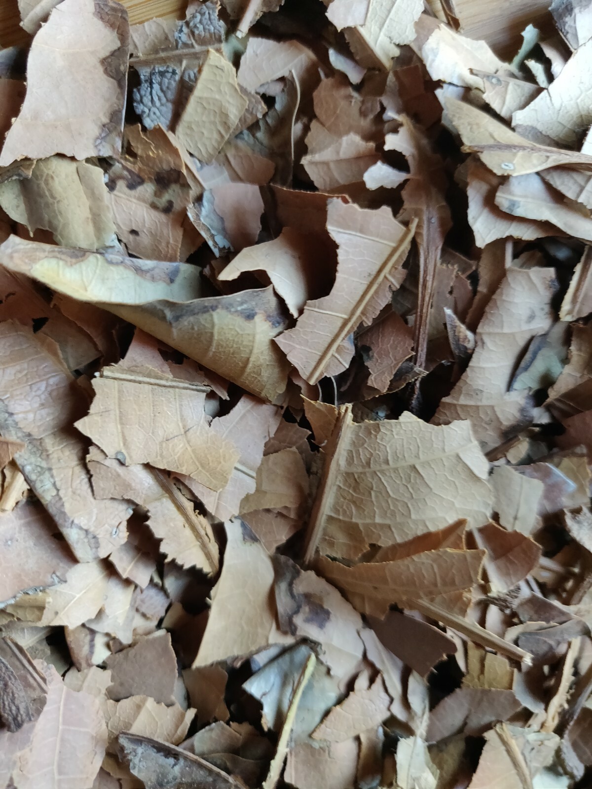 HOJAS DE MANGO ORGANICAS SECAS / DRY ORGANIC MANGO LEAVES