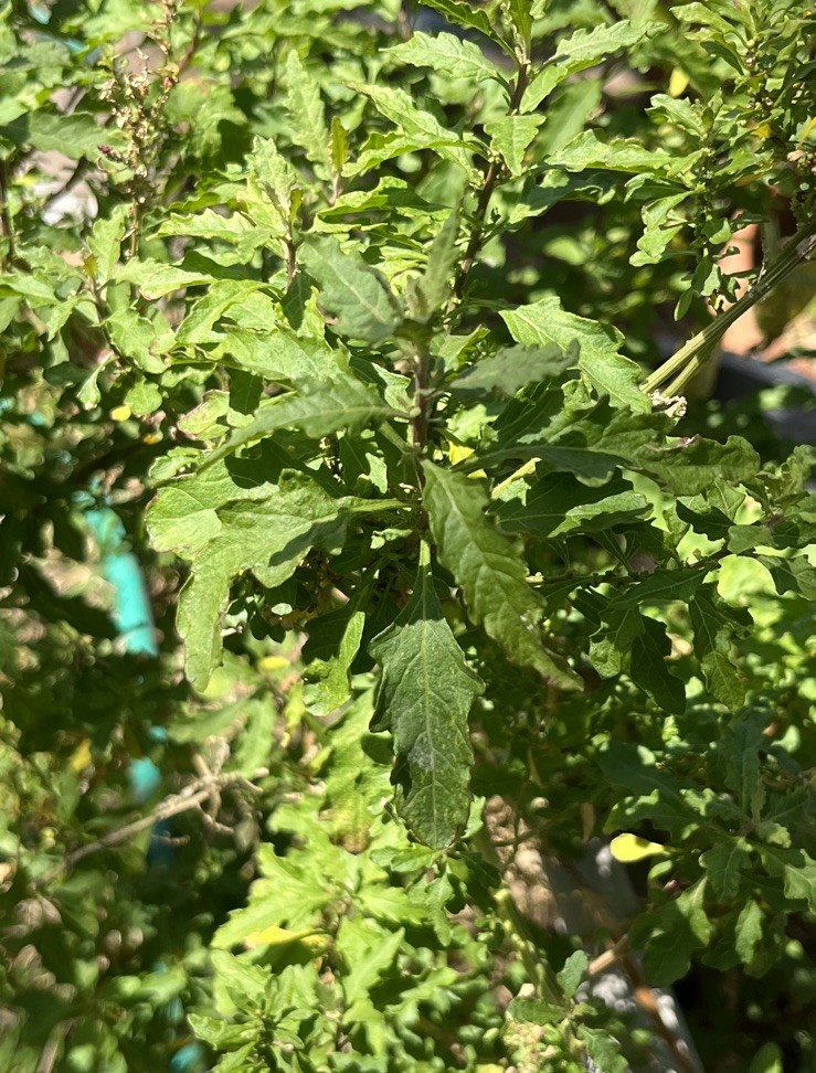 Epazote Leaves Mexican Epazote Leaves Item Weight 1 Oz