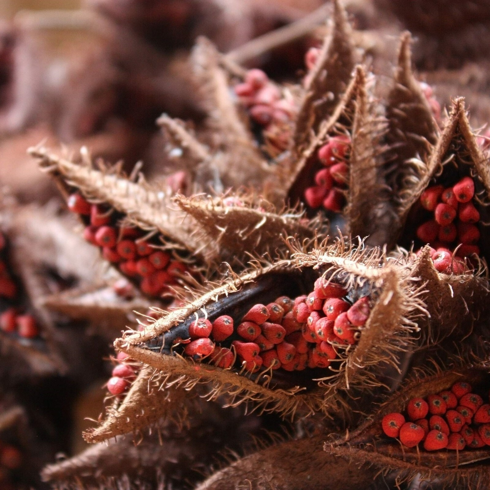 Whole Annatto Seeds, Semillas de Achiote, Bixa Orellana. 2 lbs, 5 lbs, 10 lbs