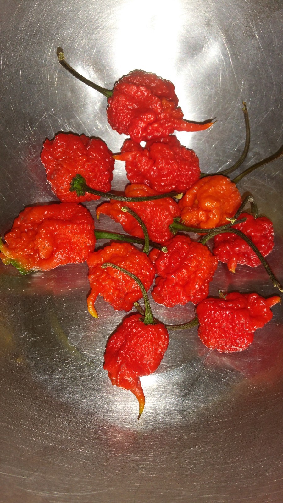 Carolina Reaper/ Moruga Scorpion/ Ghost Pepper PEANUTS~7 OUNCE OF INFERNO NUTS.