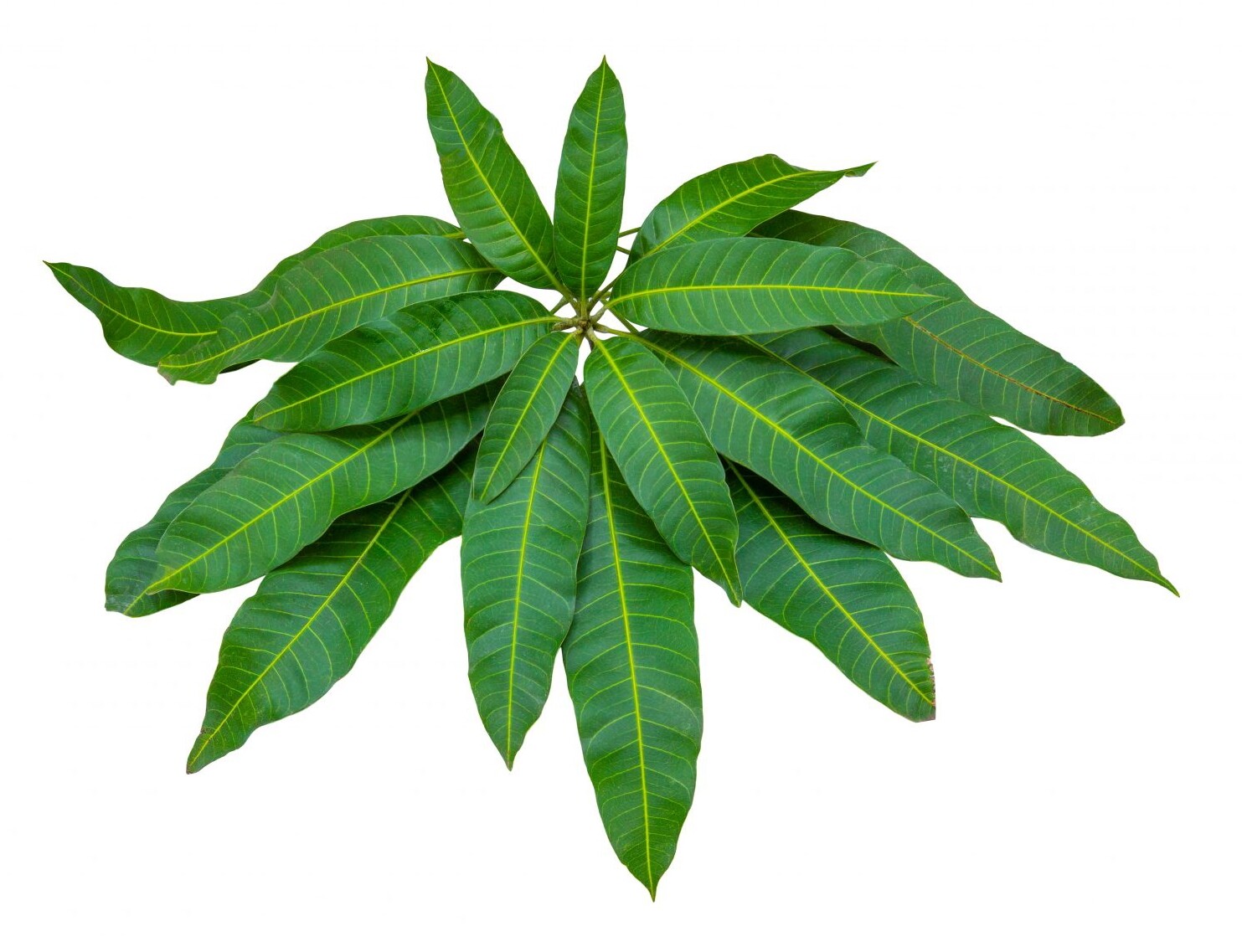 ORGANIC Dried Mango leaves Home Quality Pure Leaf For Tea 50 leafs best ceylon