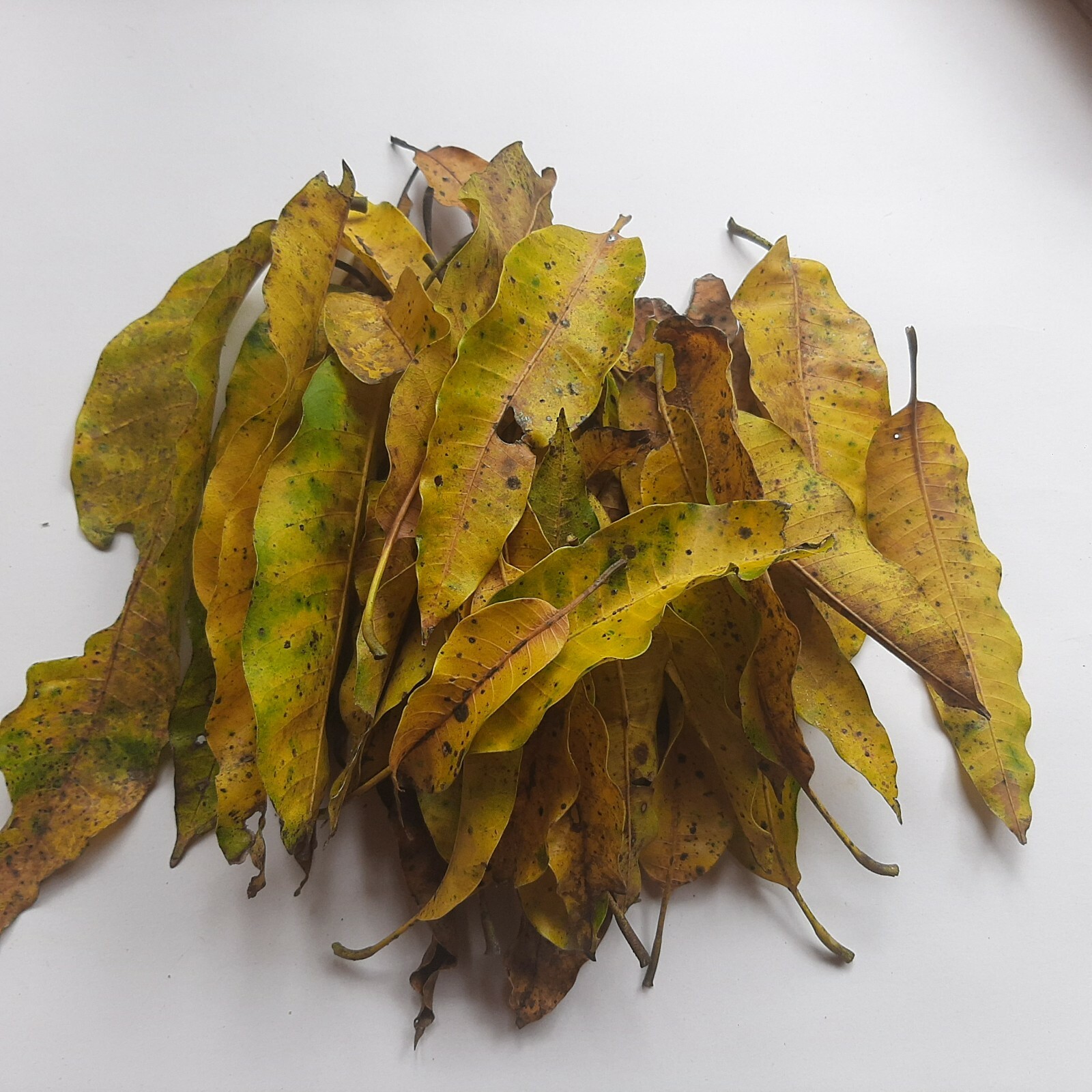Ceylon Dried Mango Leaves Organic Fresh Medicine Tea Herbal 100% Free Shipping