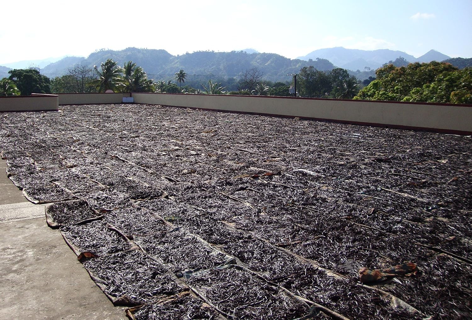 25 Tahitian Extract Grade B Natural Vanilla Beans by Vanilla Products USA