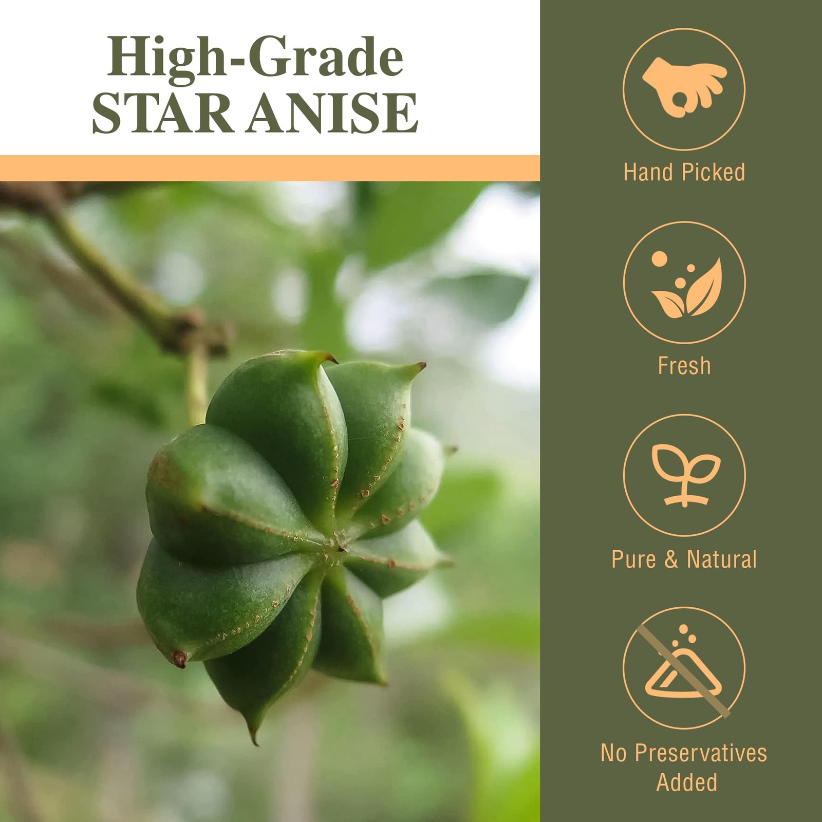 Kah’s Journey Star Anise Whole 16 oz for Cooking, Baking, or Brewing 16oz