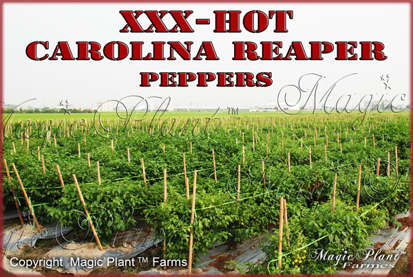 Carolina Reaper Dried Whole Pepper Pods 1kg / 2.2lb | Hottest Pepper in World!