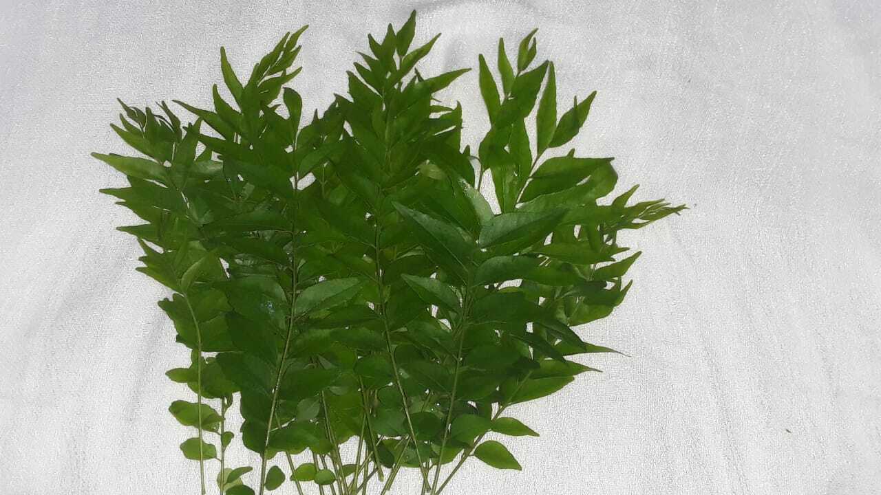 Curry Leaves Organic Murraya Dried Fresh 100% Patta Natural Leaf Plant 50g