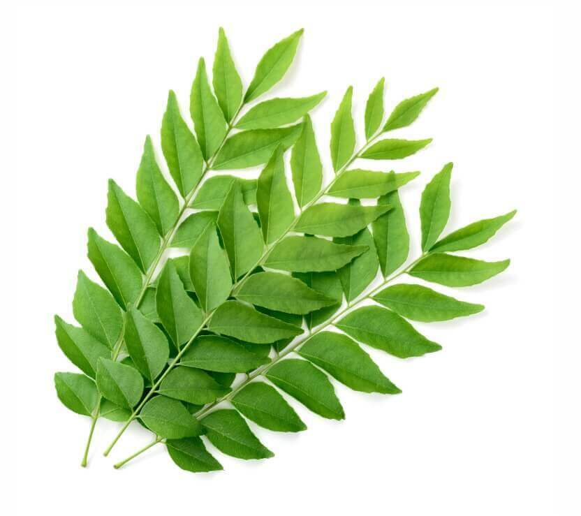 Fresh Dried Curry Leaves 100% Organic Natural 50+ Leaves From Ceylon