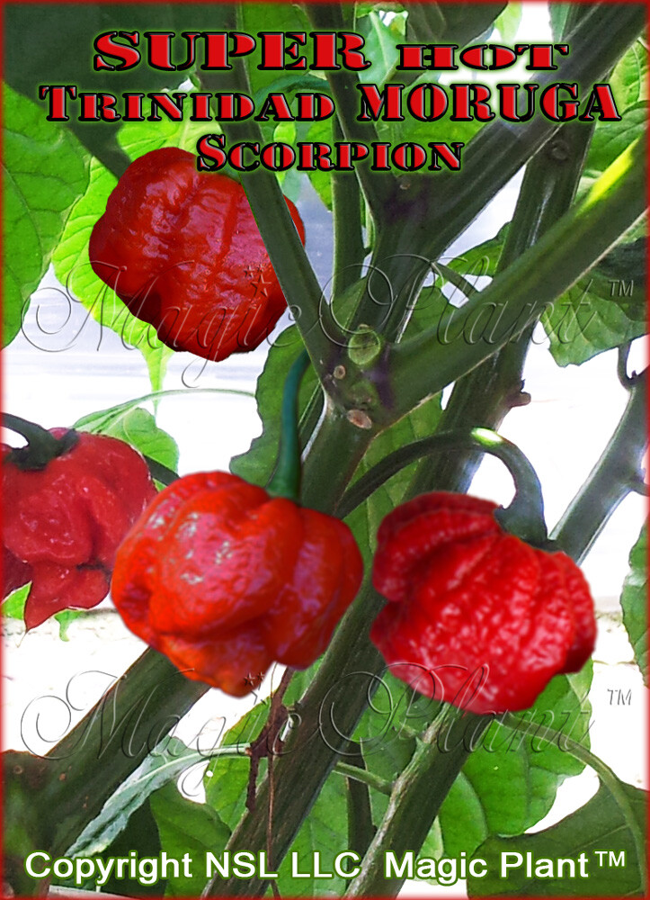 Trinidad Moruga Scorpion Chili Pepper Whole Pods 1kg (2.2lb)