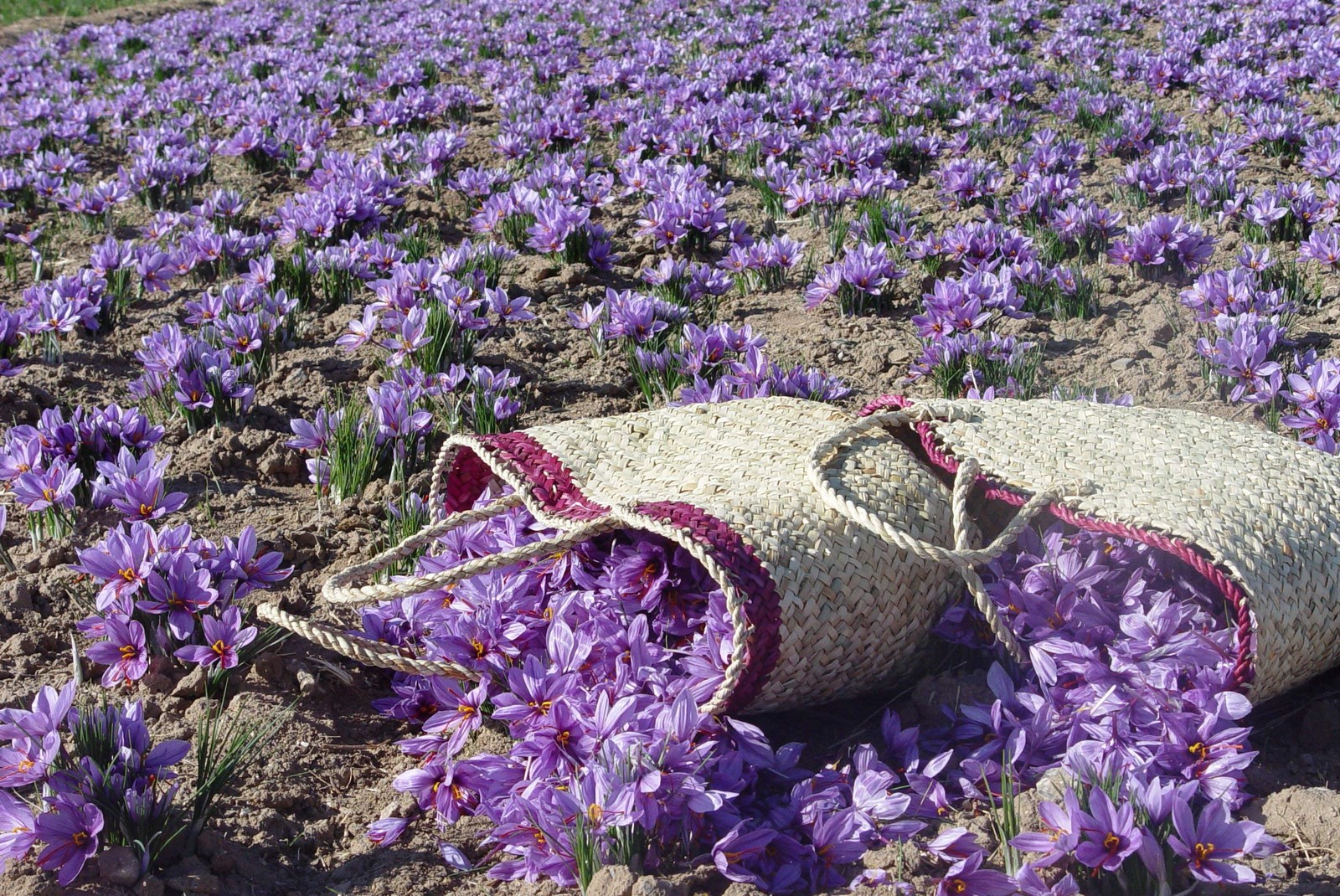 – Certified Organic Saffron Threads for Cooking Saffron Rice, Paella, Risotto…