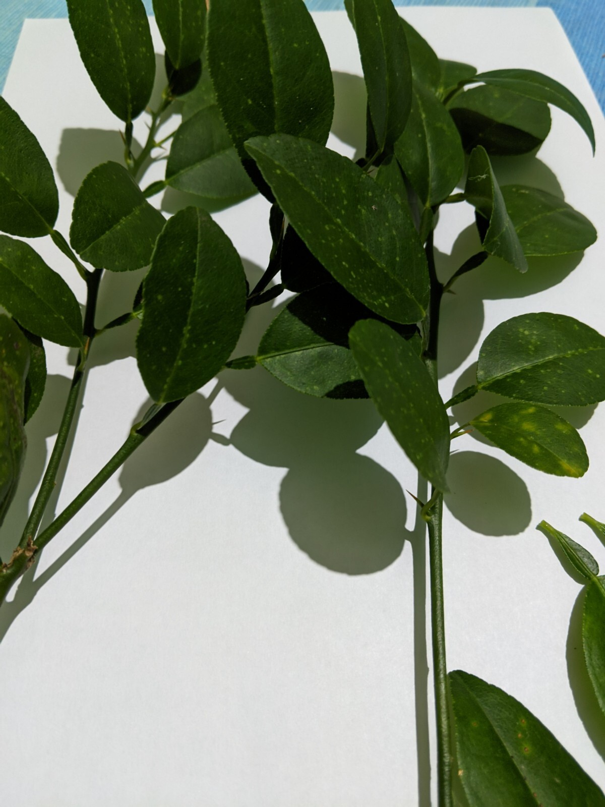 Ceylon Dry Kaffir Lime Leaves 50g,100% Organic Pure Natural Healthy Herbal Tea