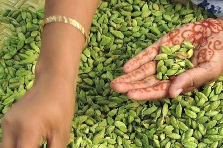 Cardamom seeds pods ground powder Pure Natural organic spices ECE
