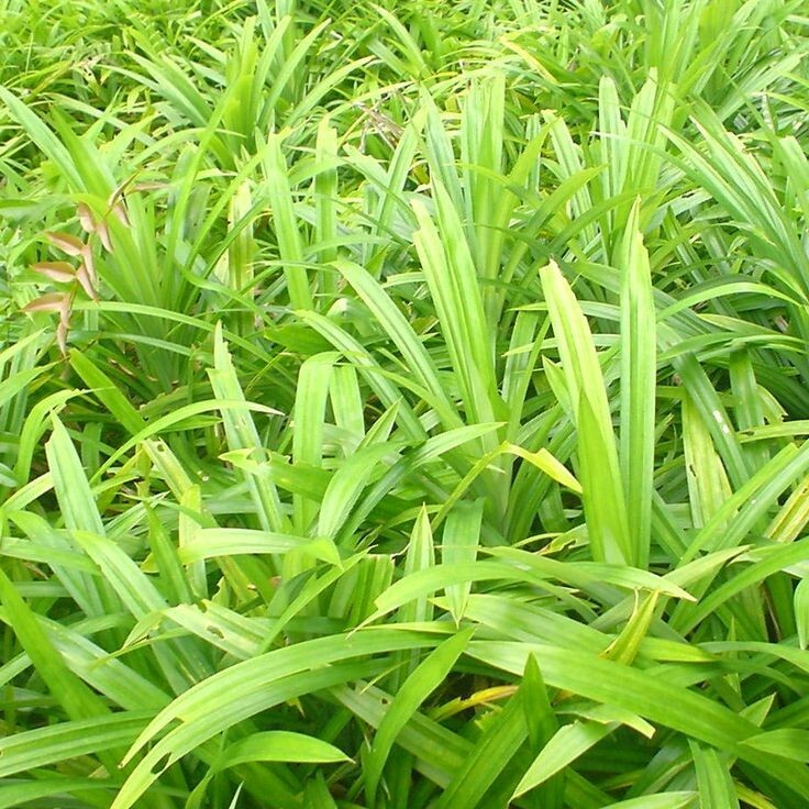 Organic Sun Dried Pandan Leaves Natural Spice Ceylon Pure 100% Good Quality