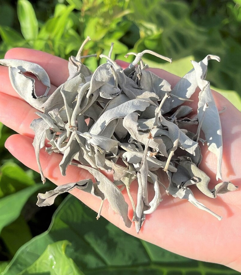 White Sage Clusters Bulk Loose Leaf White Sage for Cleansing & Smudging