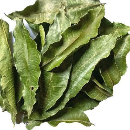 500+ Dried MANGO LEAVES ;Ceylon 100% Organic