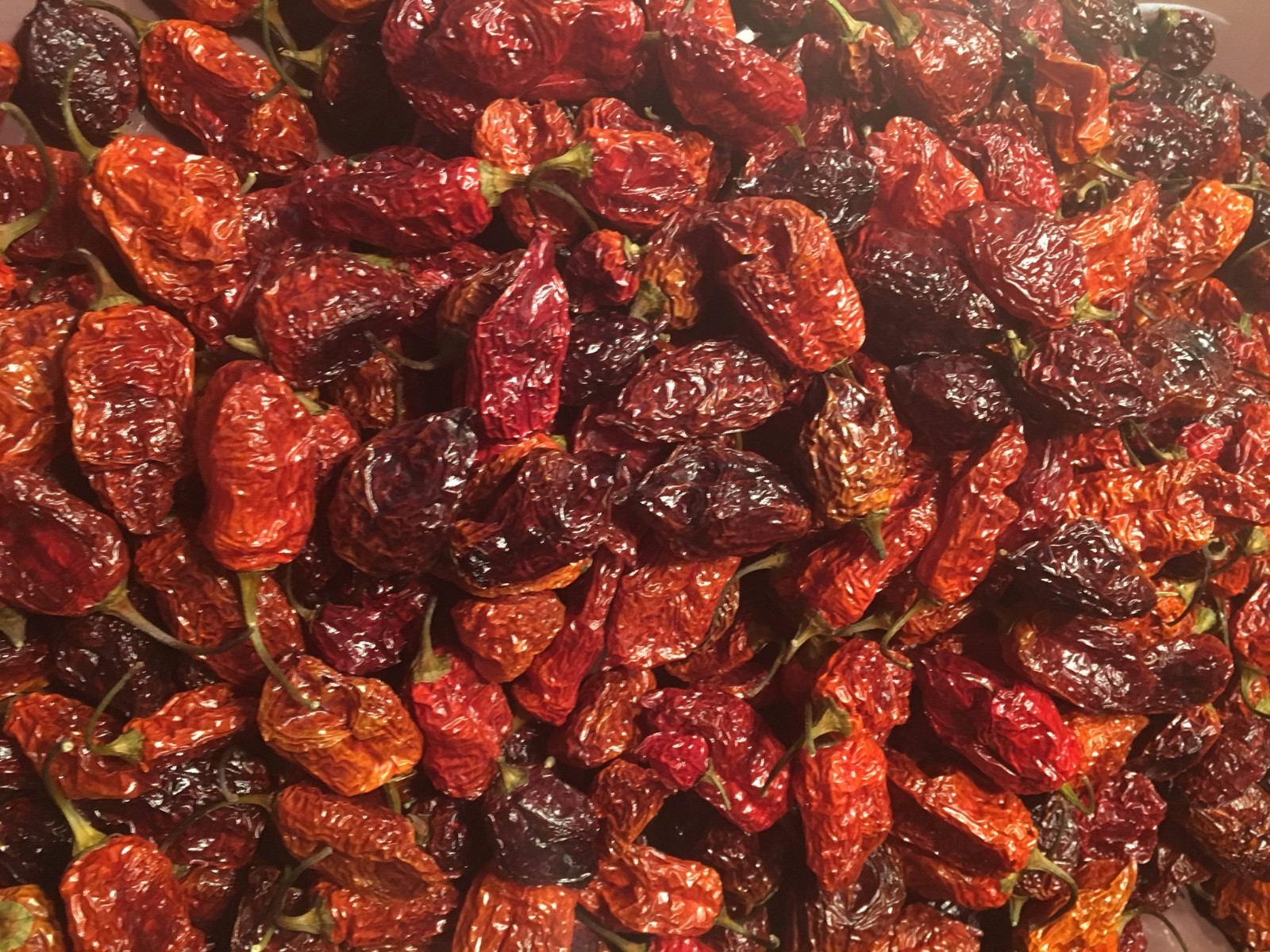 Organic Datil-Habanero Hybrid Heirloom Dried Hot Chili Pepper Florida Seed Pods