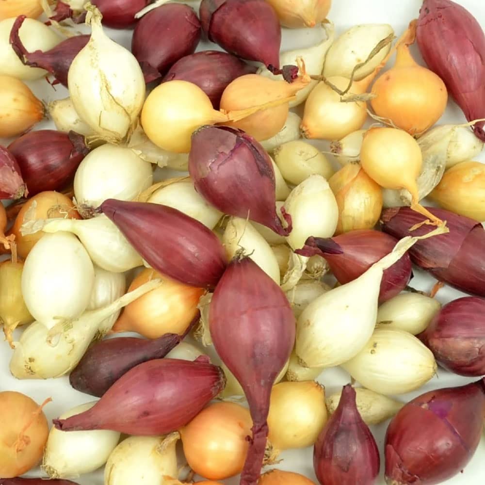 Onion Starter Set – Yellow, White & Red – Grow Green Table & Dry Onions – 10lbs
