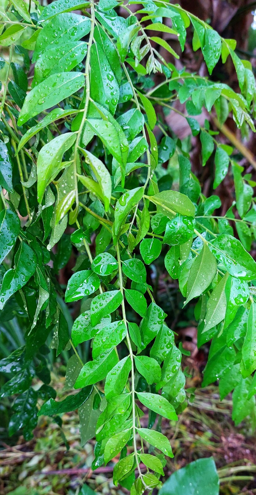 Dried organic Curry Leaves/leaf Natural pure Premium quality Fresh leaf 20g