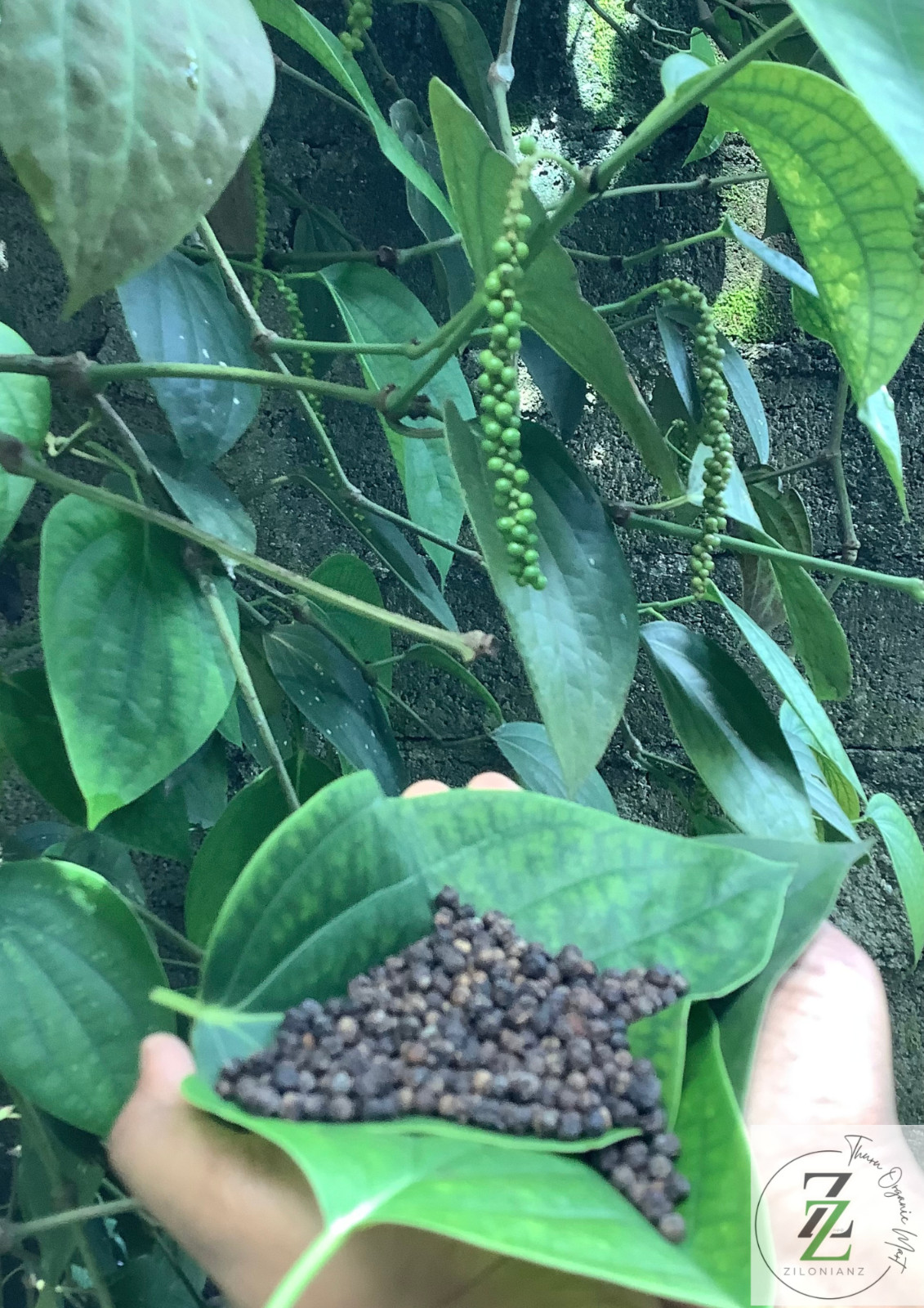 Zilonianz Dried Black Pepper Whole 100% Unique Spices Flavour from Sri Lanka
