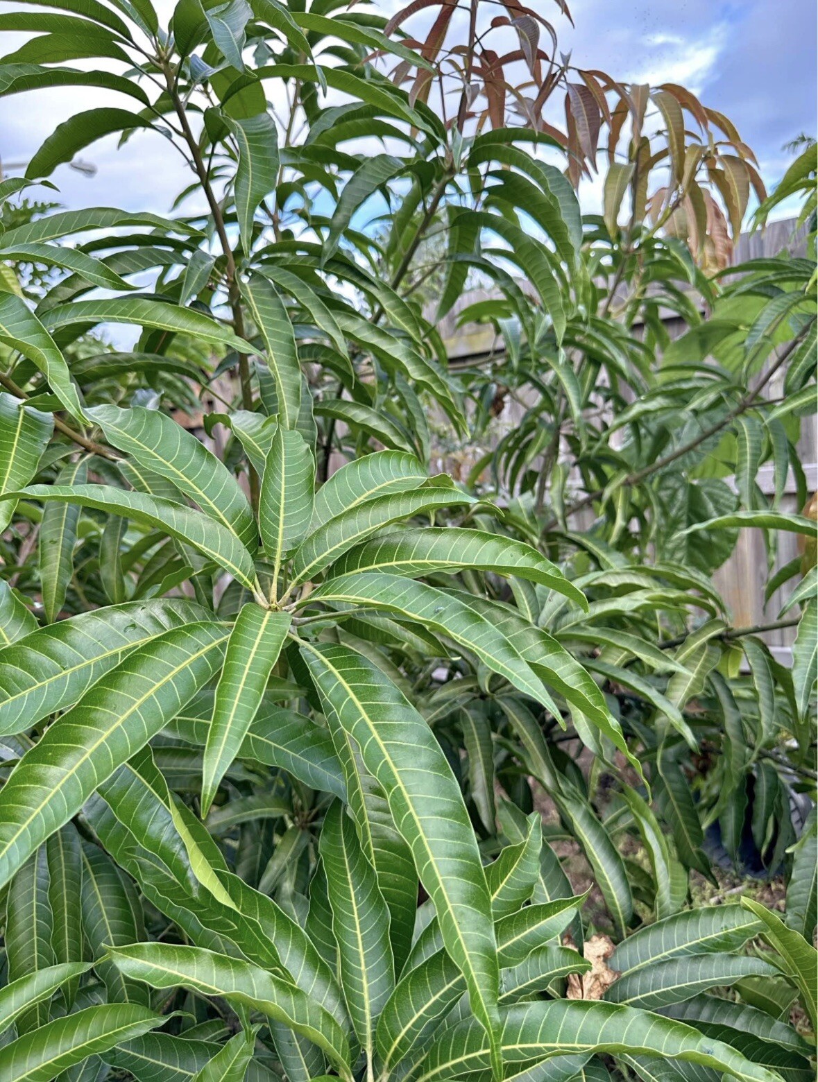 Fresh Organic Mango Leaves from Florida-Natural Herbal Leaves for Tea. 35 Leaves