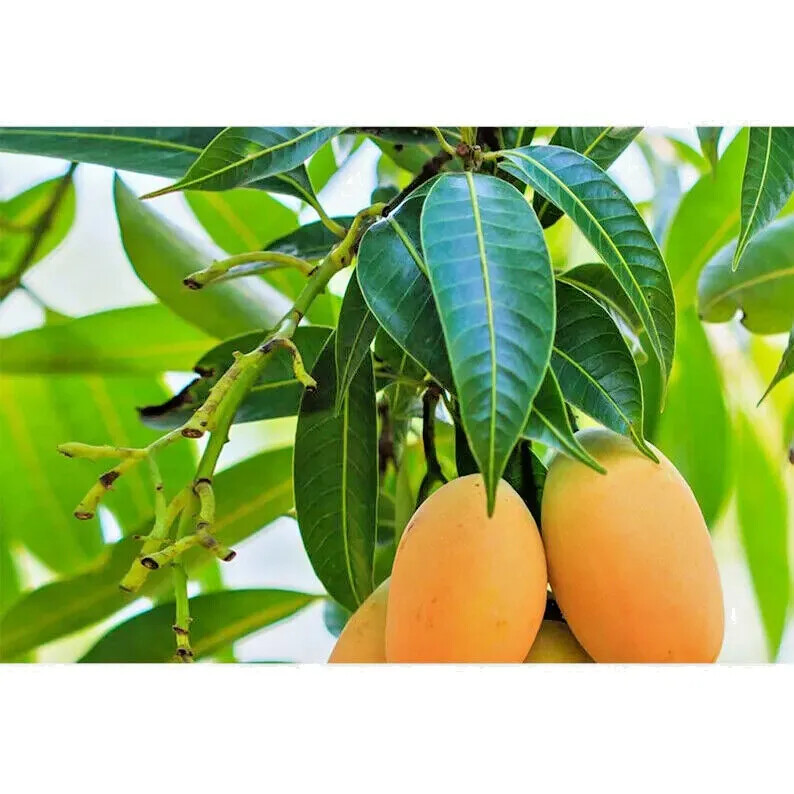 ORGANIC PURE CEYLON 100% NATURAL SUN DREIED MANGO HERBAL LEAVES 150Pcs