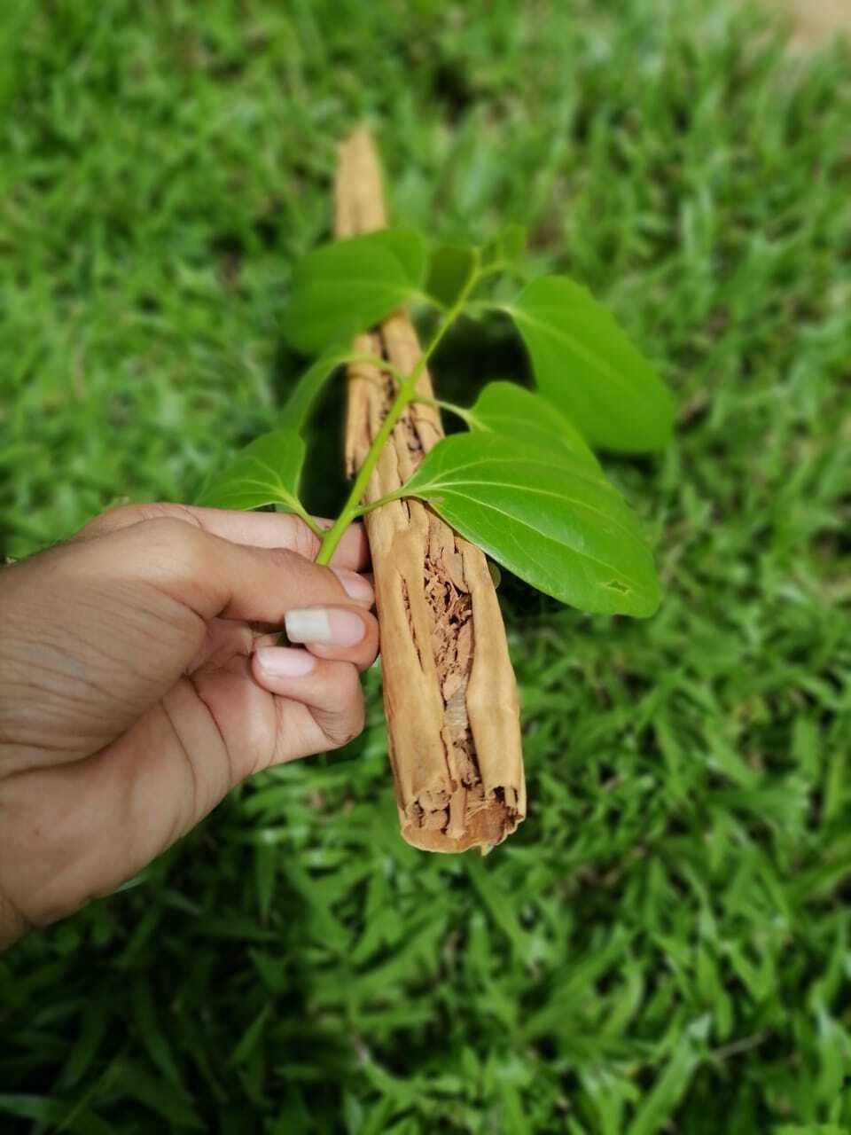 Ceylon Cinnamon Sticks Organic High Quality Pure Natural True Sri Lanka 100g 50g