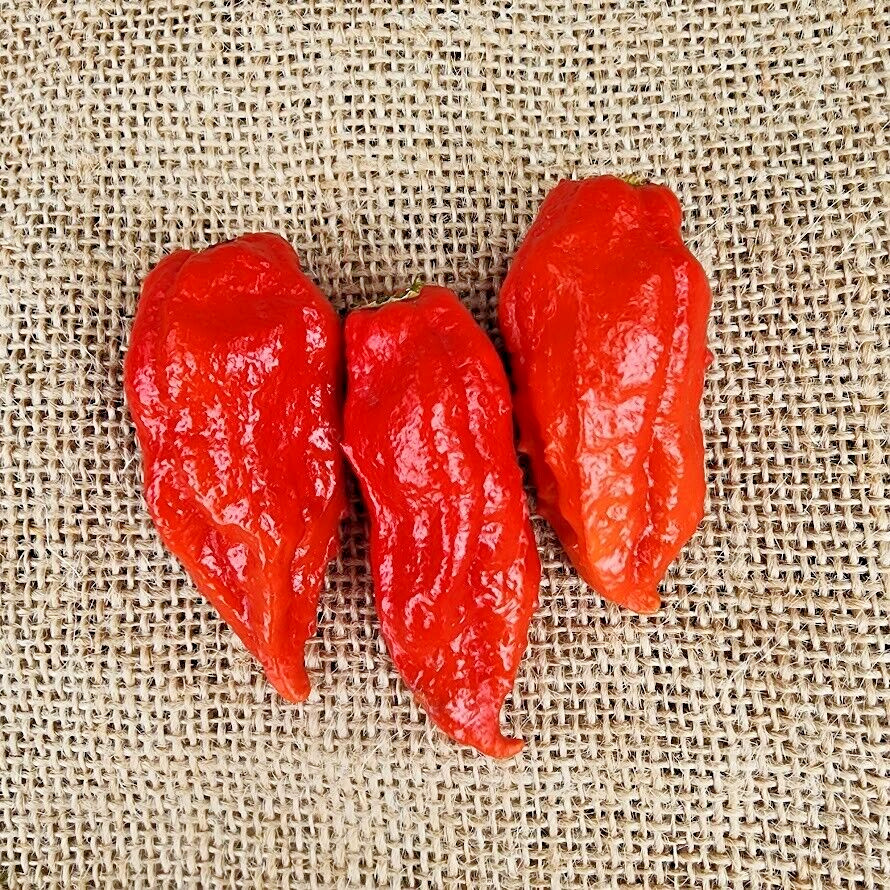 Ghost pepper Pods – Count 15 peppers