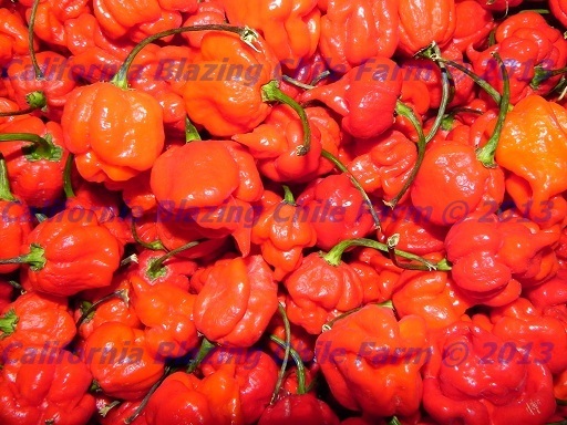 1/4oz.Organic Trinidad Scorpion Powder-Extremely Hot Pepper!