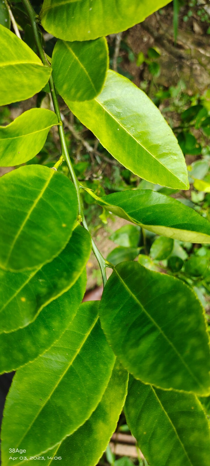 Dried Lemon Leaves 100% Pure Natural Organic Ceylon Herbal Fresh Healthy