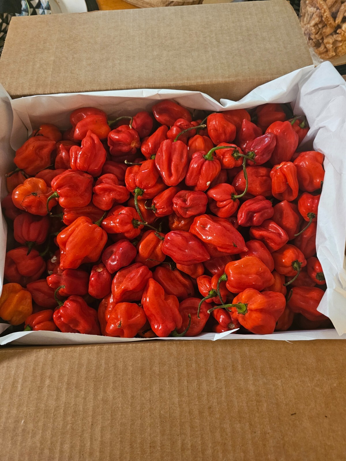 8 Pound Fresh Red Habanero Chili Peppers