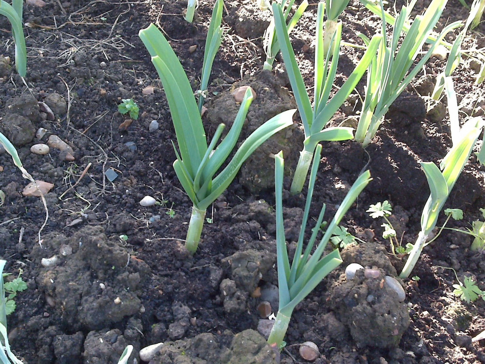 AJO JAPONES (JAPANESE GARLIC) 100% NATURAL!!! 150-250-400 PER BAG