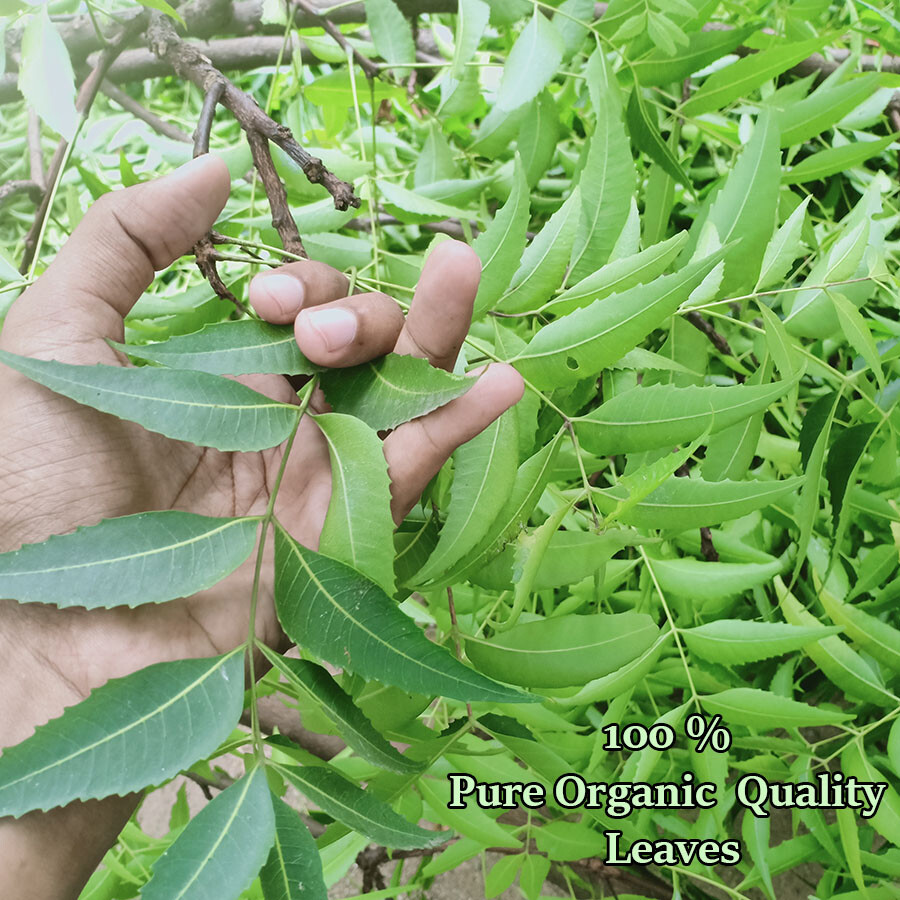 Natural Dried Neem Leaves Herbal Organic Fresh (Azadirachta Indica) 100% Quality
