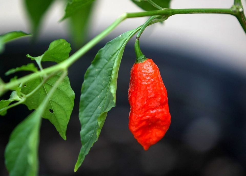 6 FRESH PICKED Red Ghost Peppers (Hydroponically Grown)