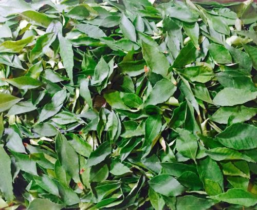 Dried Organic Curry Leaves premium herb Ceylon dried leaves free shipping