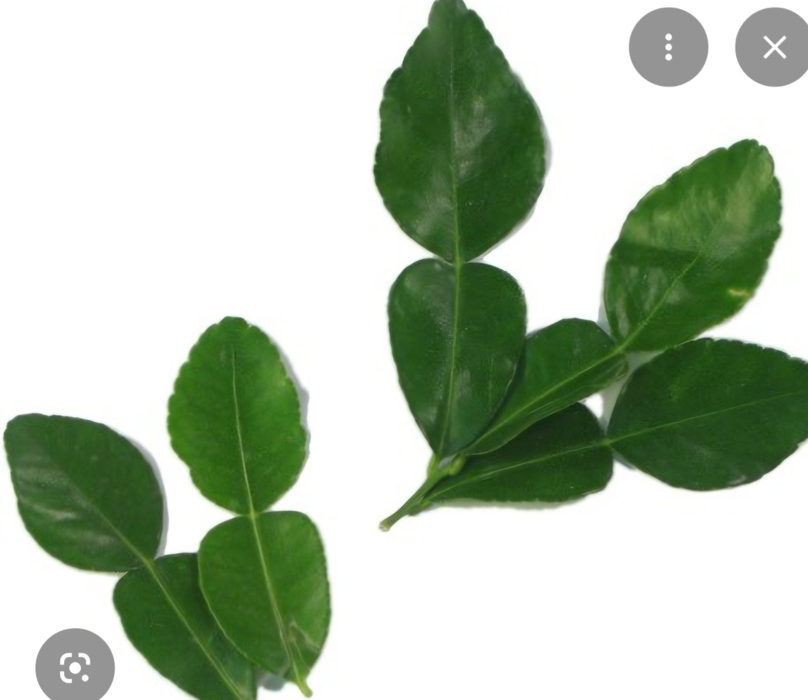Kaffir Lime Leaves (Fresh)