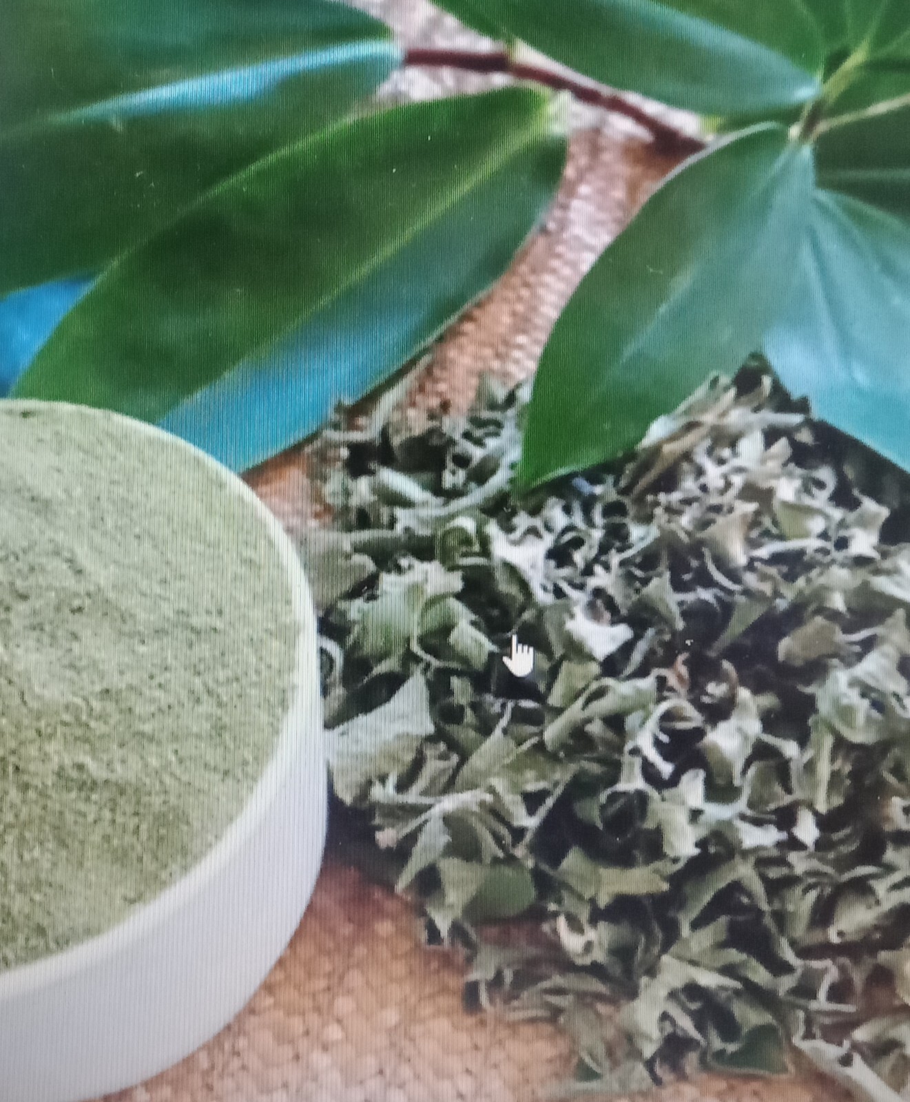 Dried Organic Insulin Plant leaves Best For Herbal Tea Sri Lanka