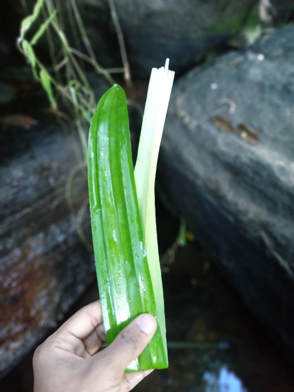 Rampe Organic Sun Dried Pandan Leaves Spice Natural Ceylon Pure Pandanus