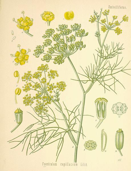 Organic Fennel Seeds Foeniculum vulgare QAI Certified, KCS Kosher 3 Sizes Egypt
