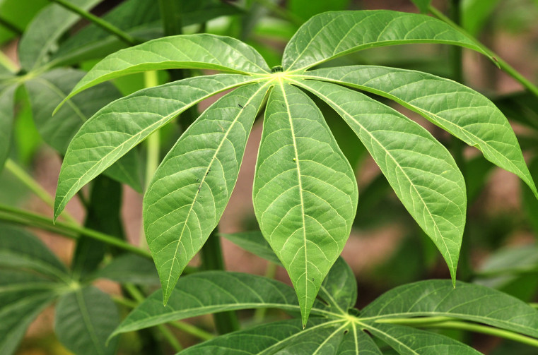 Cassava Leaves Dried Powder Herbal Whole Manioc Leaf Natural Spices High Quality