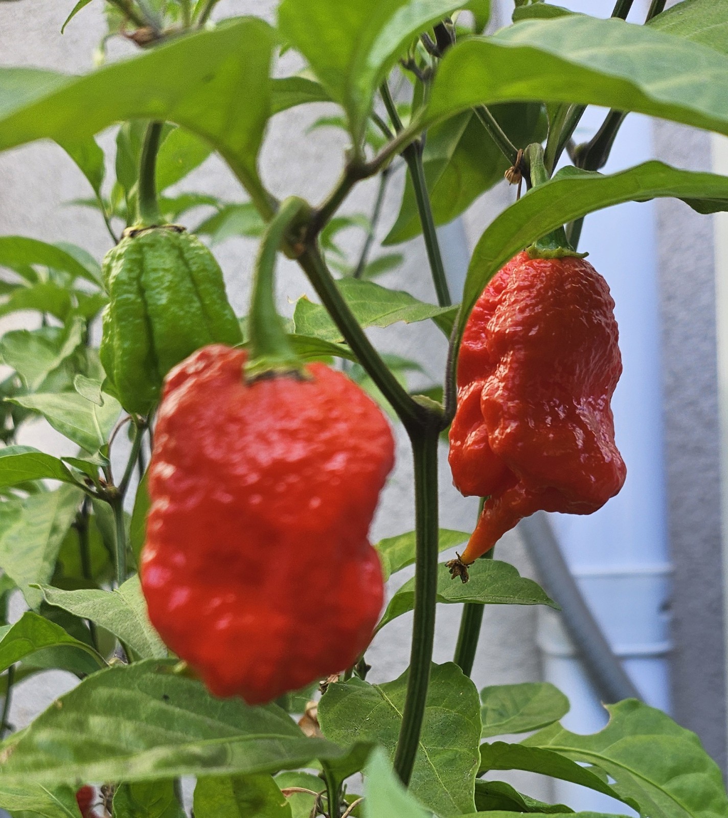Carolina Reaper FRESH Peppers, 10 Peppers
